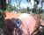 Terreno, 6 hectares - Foto 7