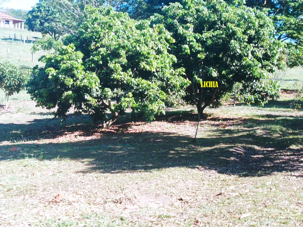 Chácara, 7 quartos, 10000 m² - Foto 19