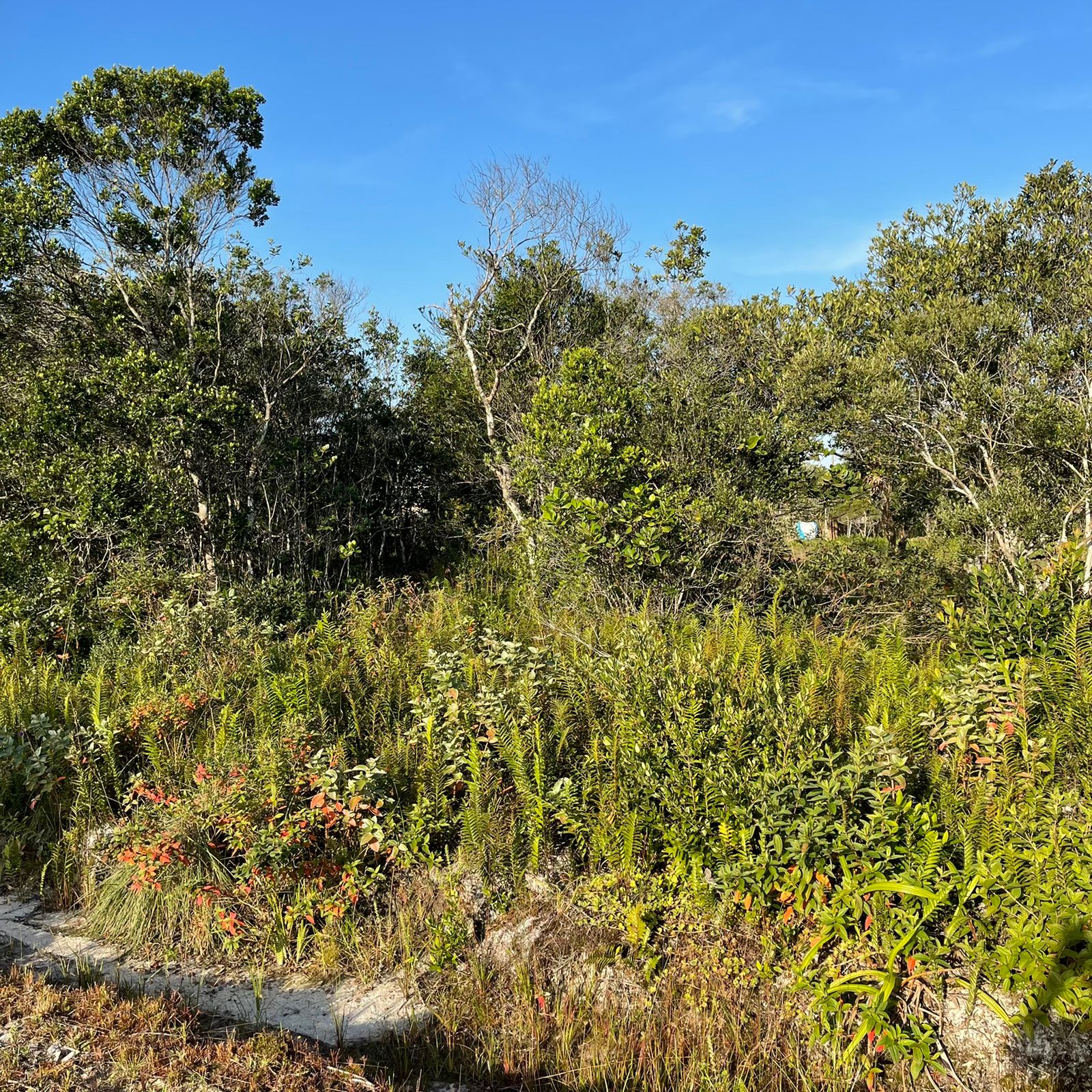 Terreno à venda, 125m2 - Foto 2