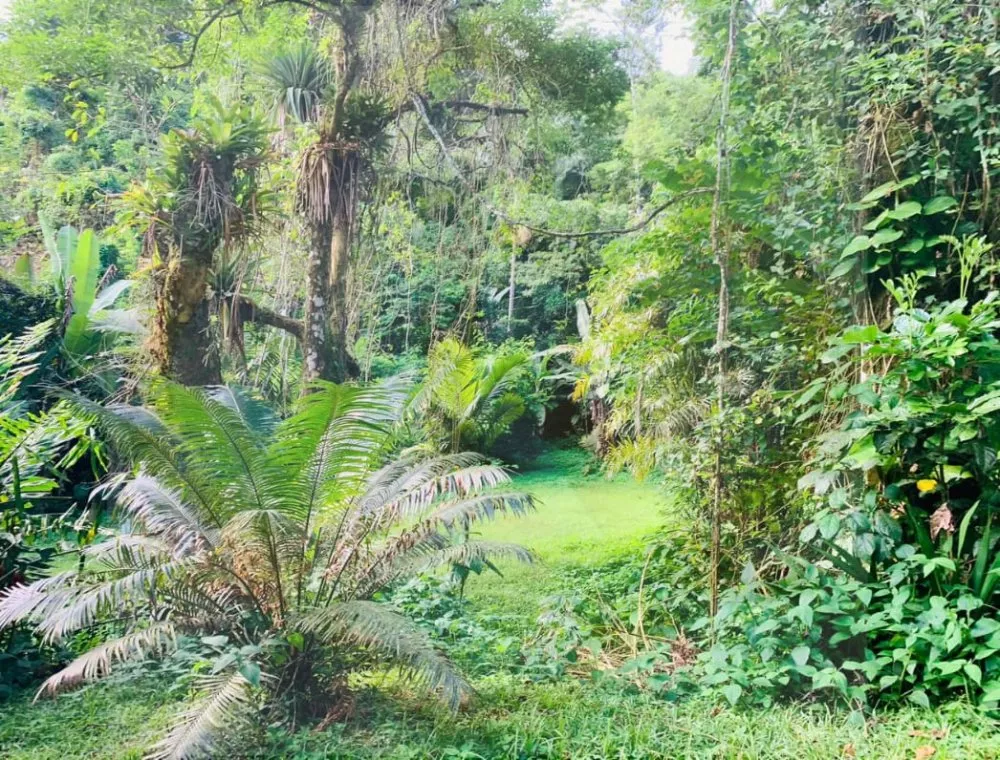 Chácara, 3 quartos, 5000 m² - Foto 19