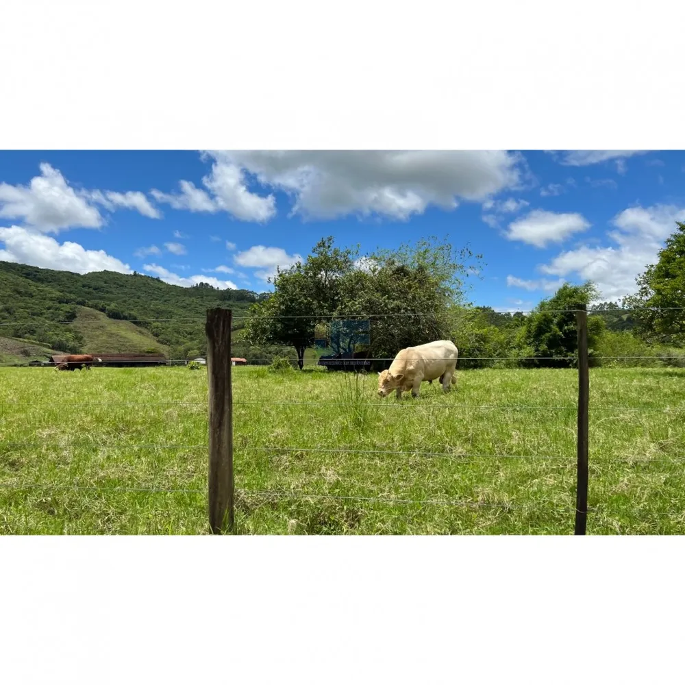 Fazenda, 200 hectares - Foto 1