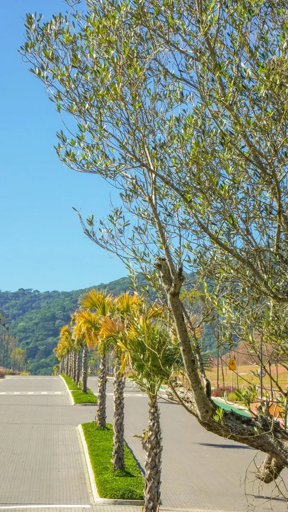 Terreno, 300 m² - Foto 4