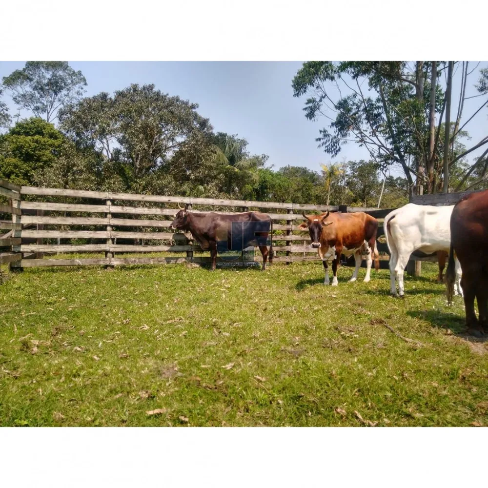 Fazenda, 62000 hectares - Foto 4