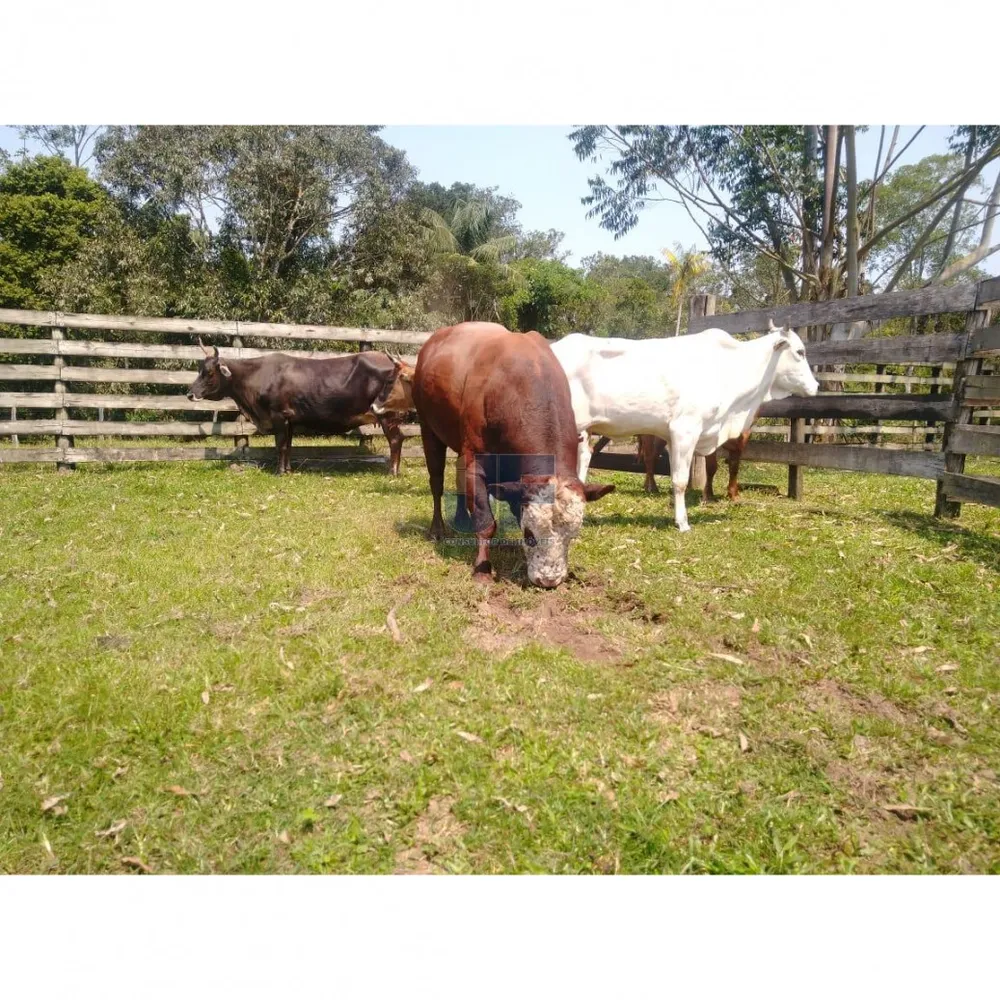 Fazenda, 62000 hectares - Foto 1