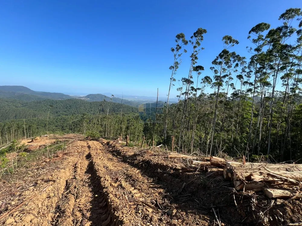 Sítio, 23 hectares - Foto 4