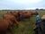 Fazenda, 33000 hectares - Foto 3