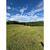 Terreno, 24 hectares - Foto 4