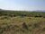 Terreno, 68 hectares - Foto 12
