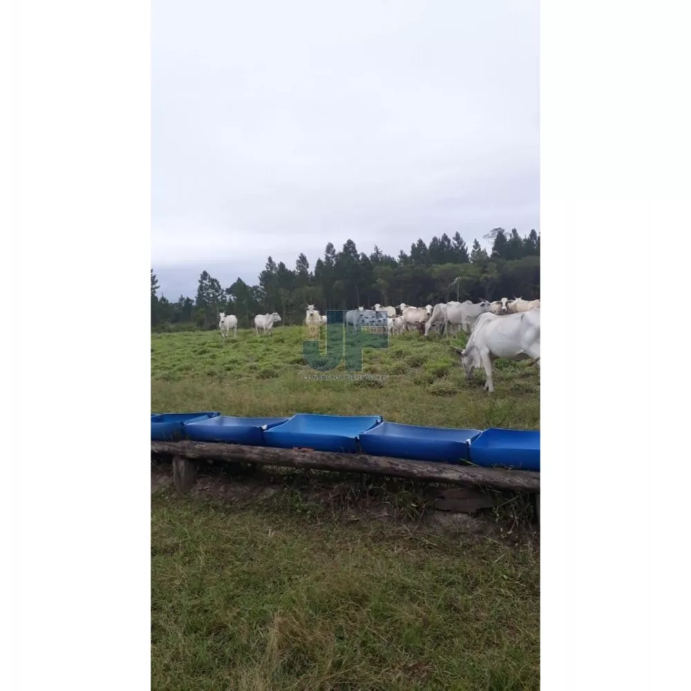 Fazenda, 62000 hectares - Foto 4