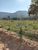 Sítio, 9 hectares - Foto 1