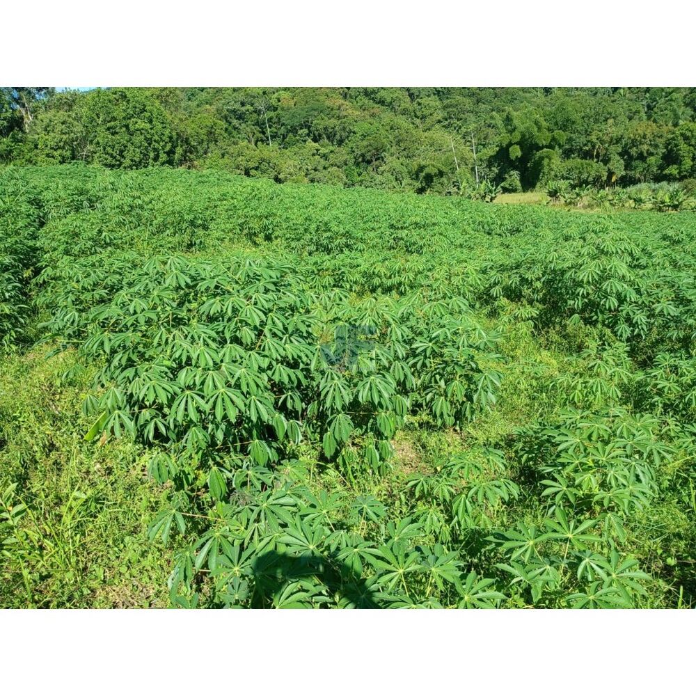 Sítio à venda, 42000m² - Foto 20