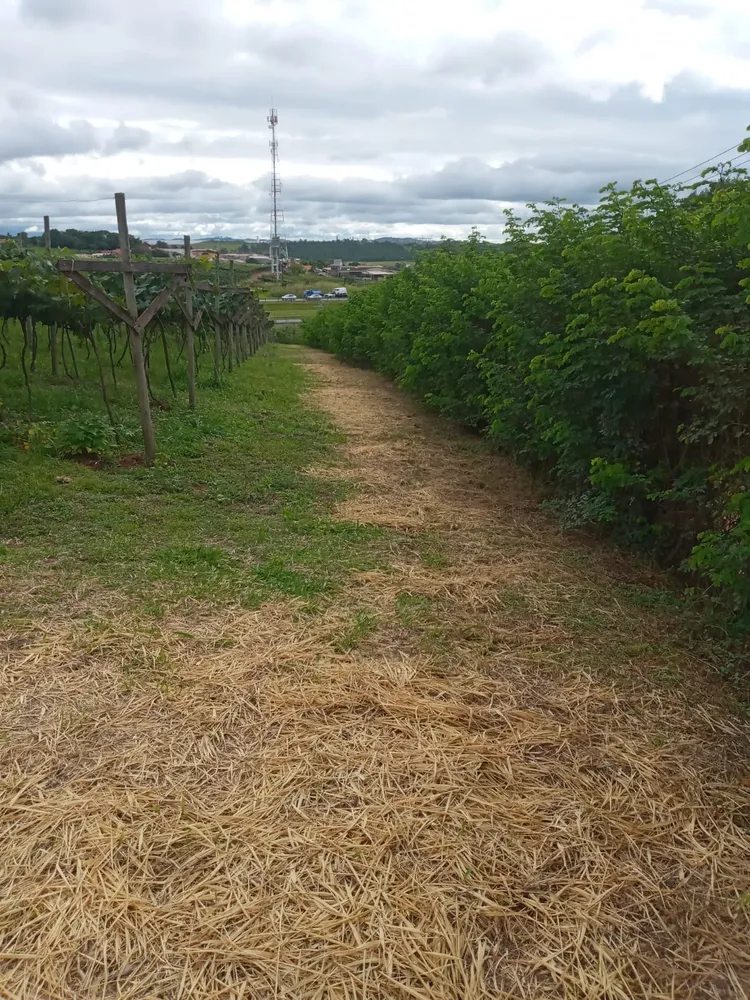Terreno, 1 hectares - Foto 3