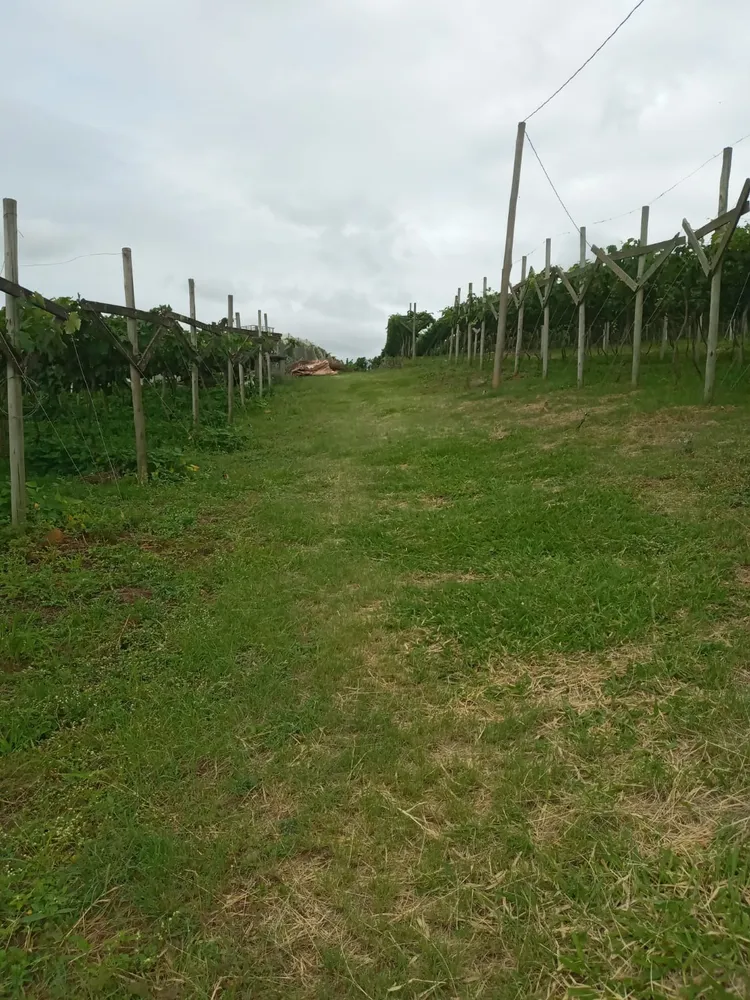 Terreno, 1 hectares - Foto 6