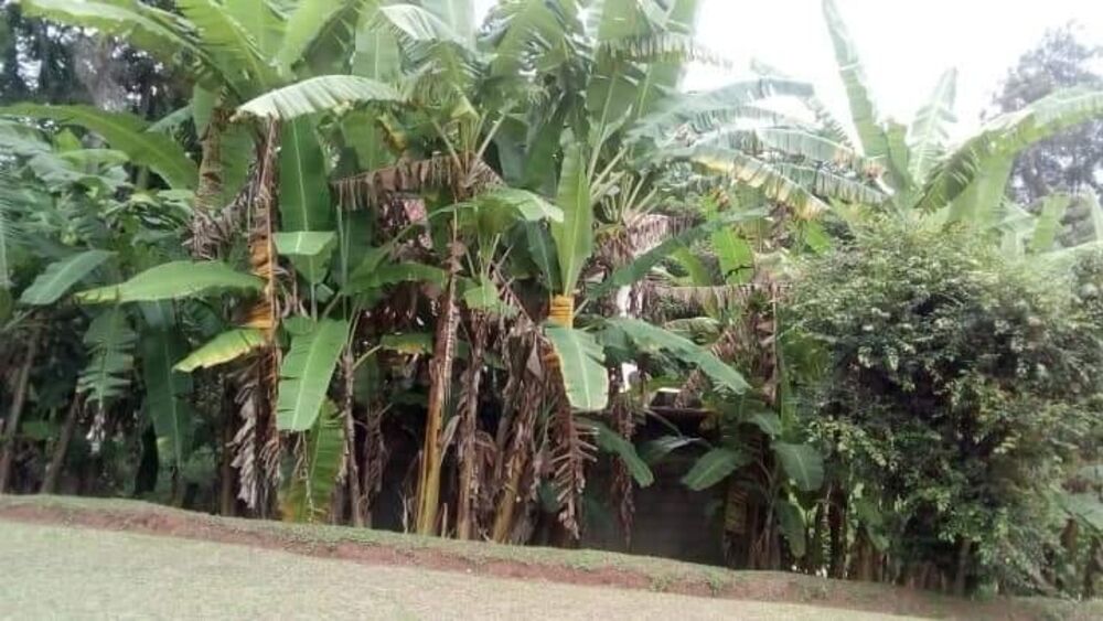 Chácara, 3 quartos - Foto 31