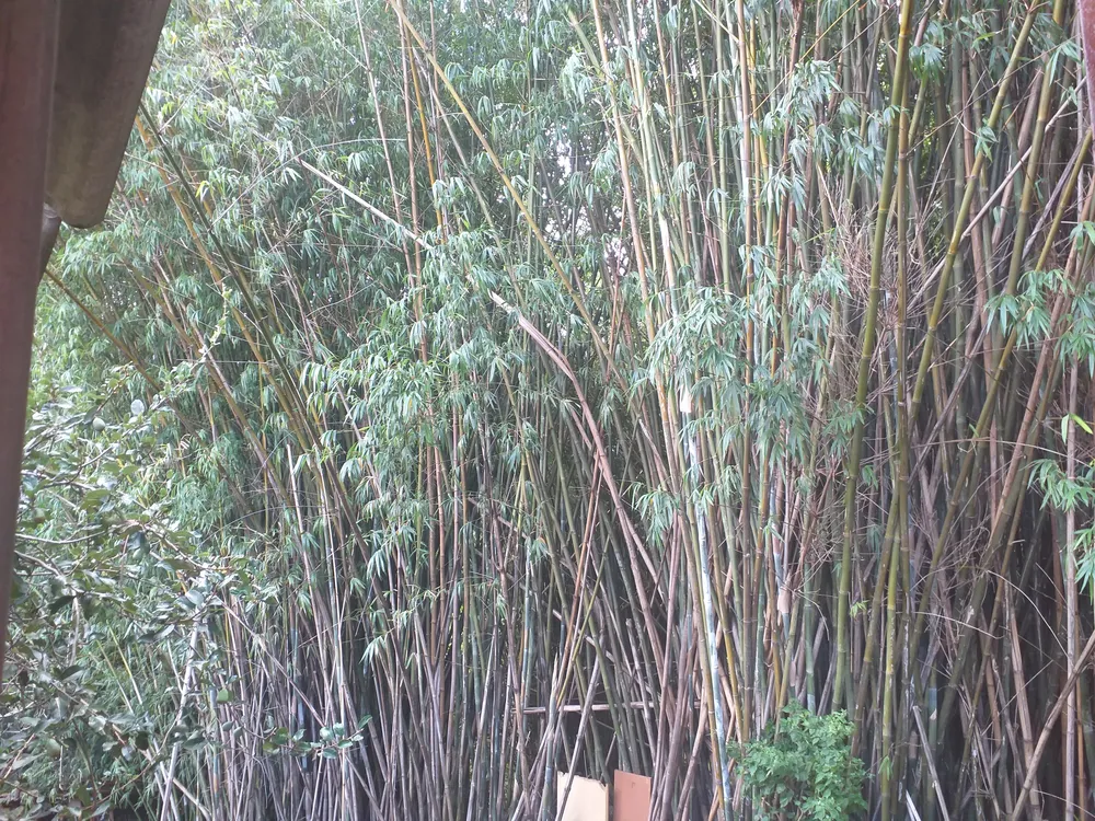 Chácara, 1 quarto - Foto 1