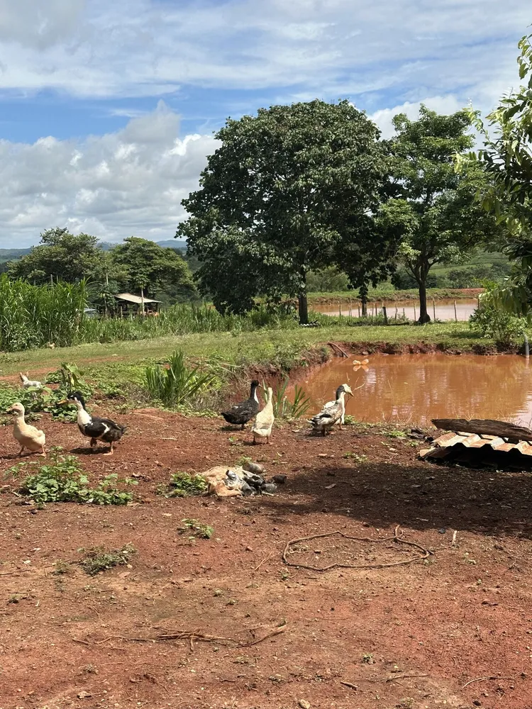 Chácara, 4 quartos, 10 hectares - Foto 6