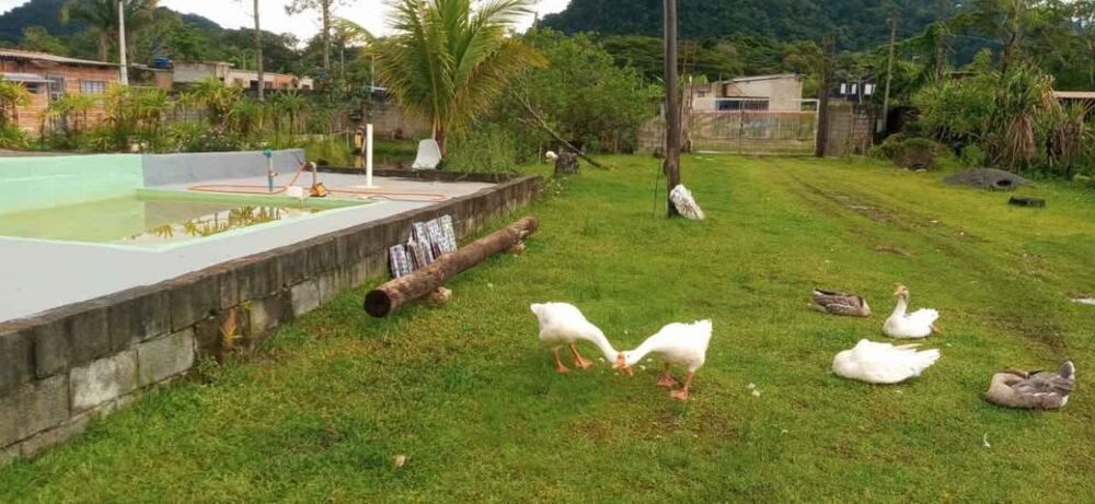 Chácara, 5 quartos, 3600 m² - Foto 12