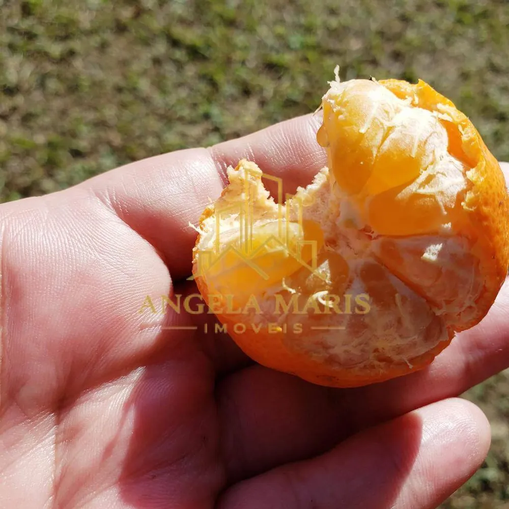 Sítio, 3 quartos, 2 hectares - Foto 16