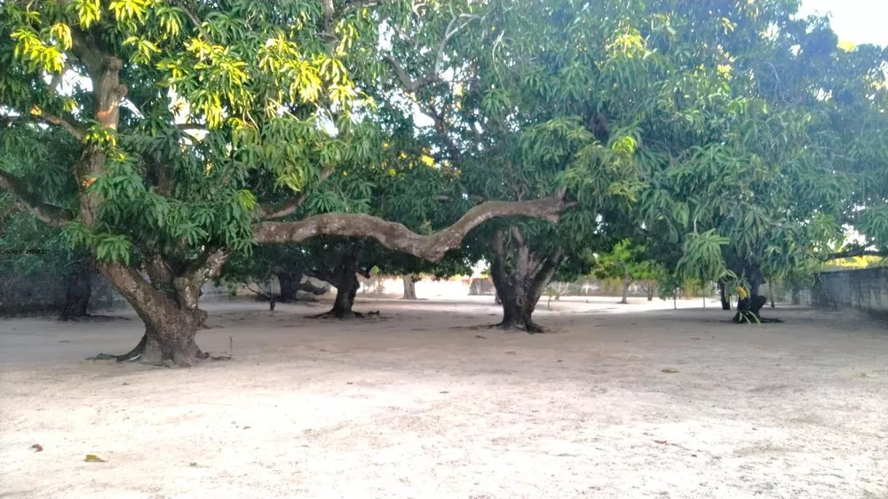 Sítio, 3 quartos, 2 hectares - Foto 4