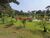 Sítio, 4 quartos, 4 hectares - Foto 3