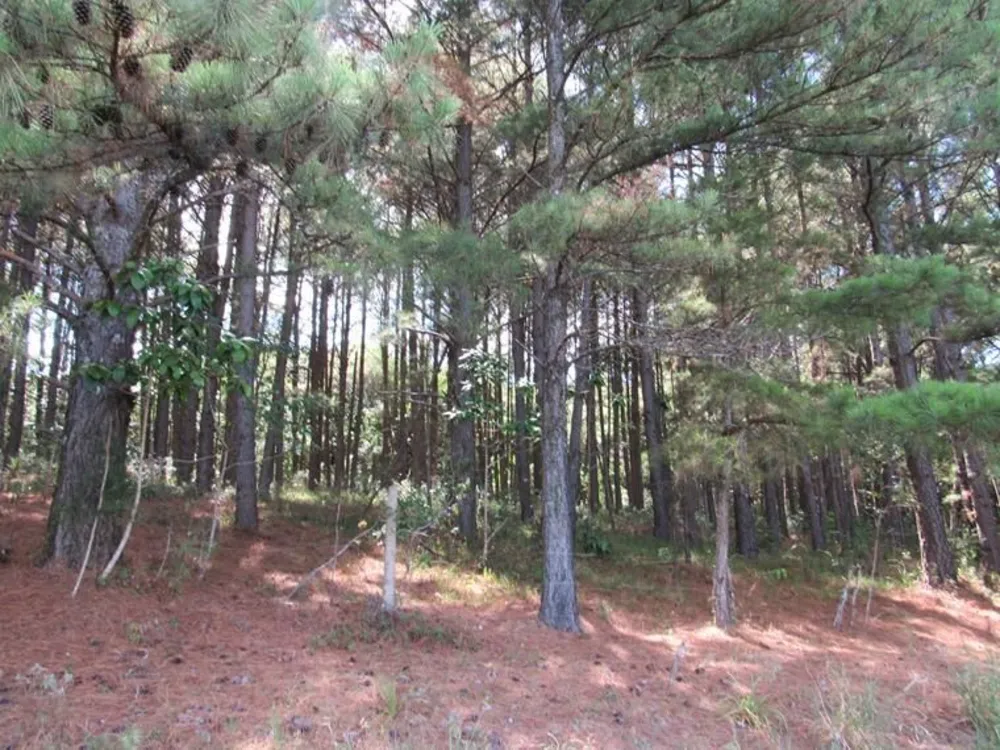 Sítio, 5 hectares - Foto 11
