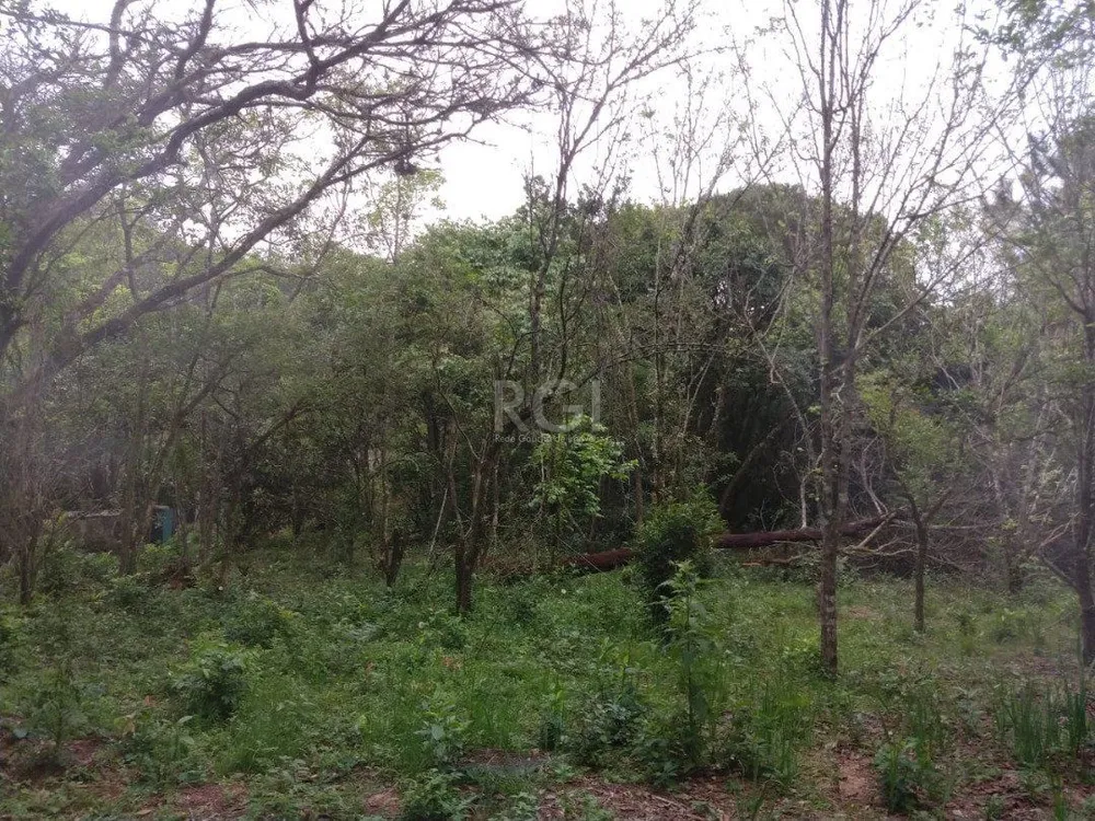 Sítio, 11 hectares - Foto 1