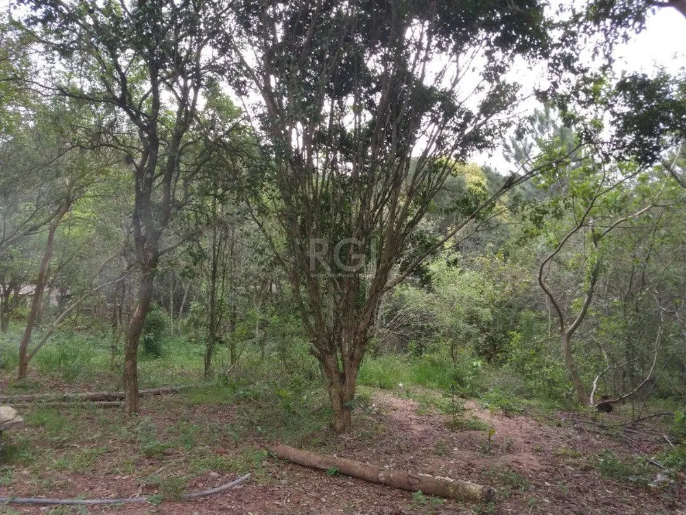 Sítio, 11 hectares - Foto 1