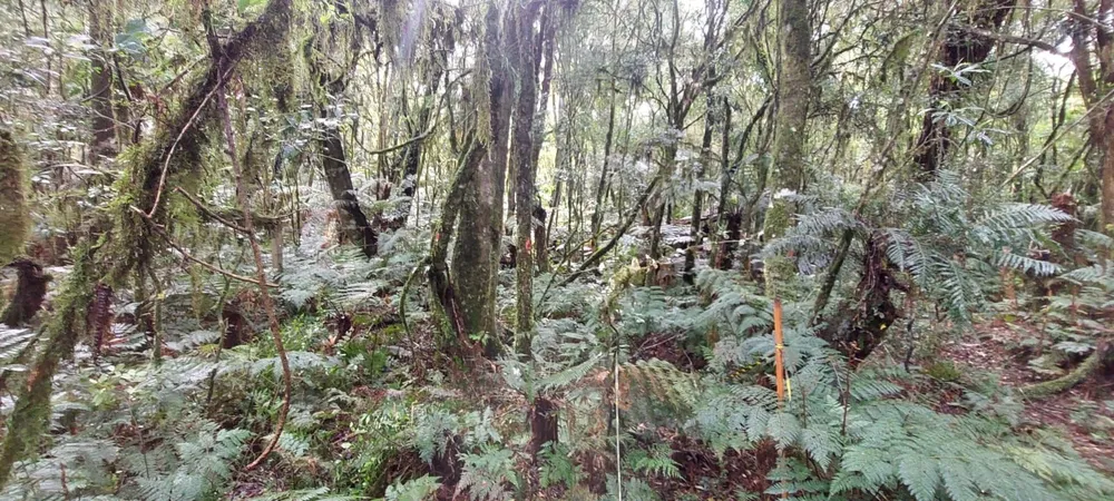 Terreno, 600 m² - Foto 9