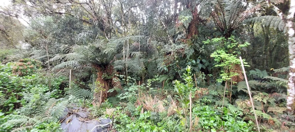 Terreno, 600 m² - Foto 7