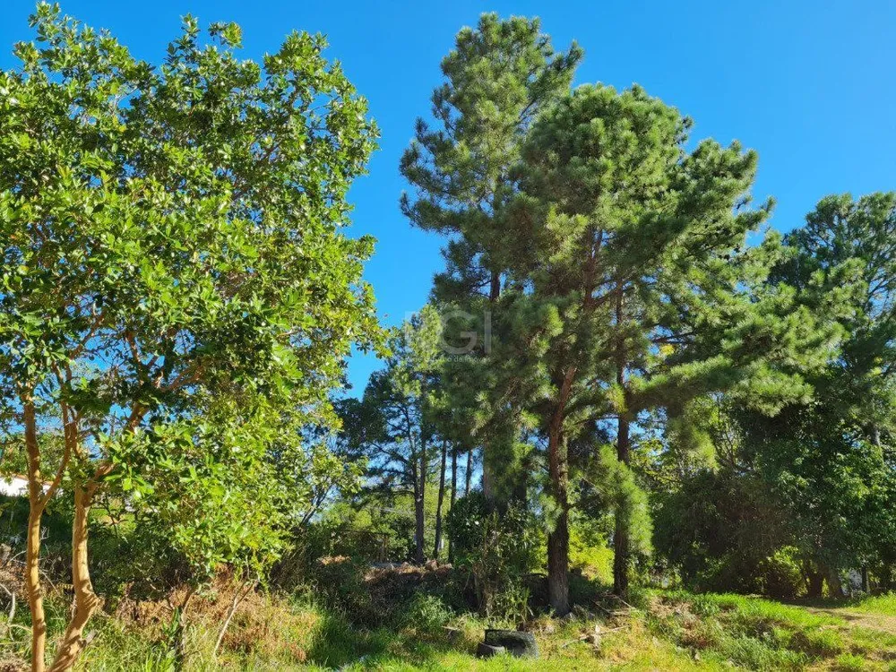 Terreno, 3 hectares - Foto 3