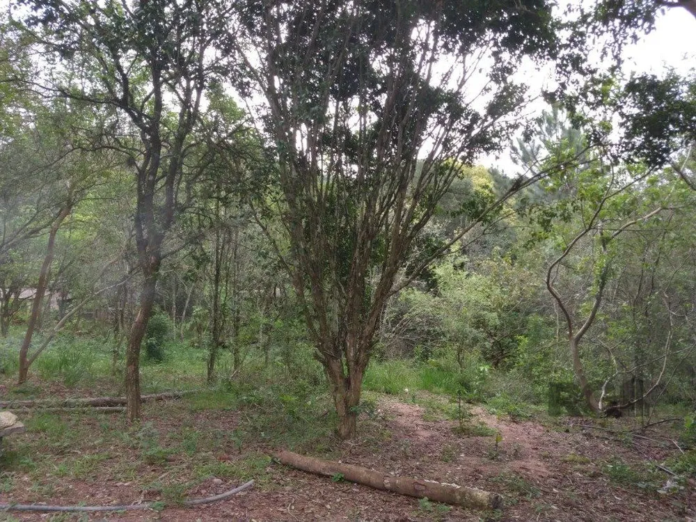 Sítio, 7 hectares - Foto 10