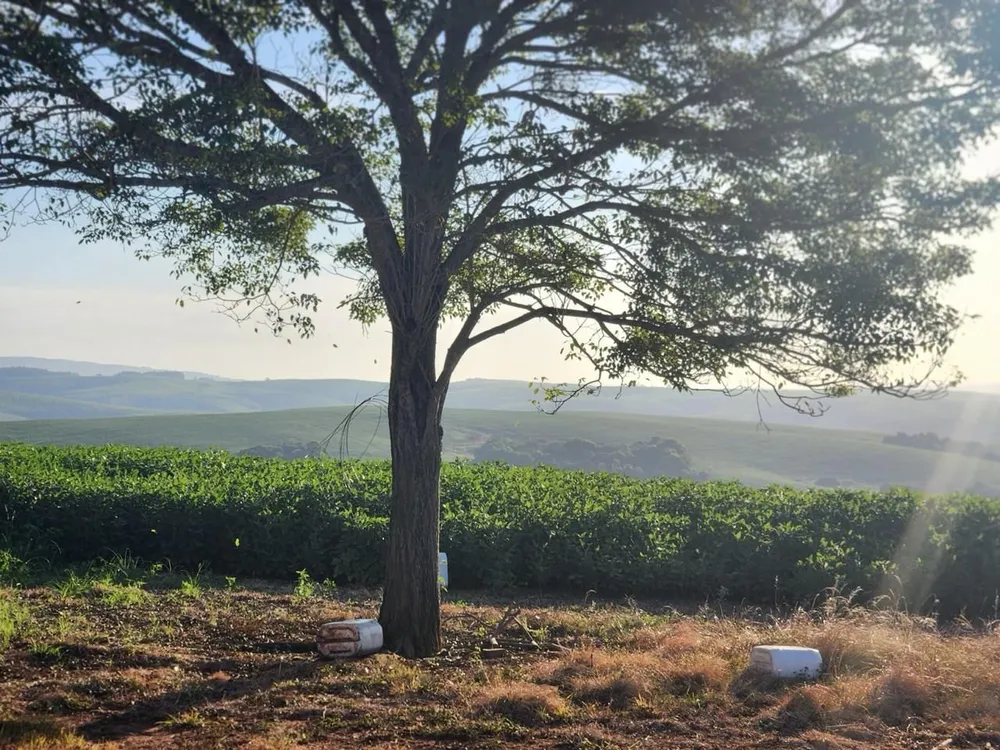 Fazenda, 240 hectares - Foto 7
