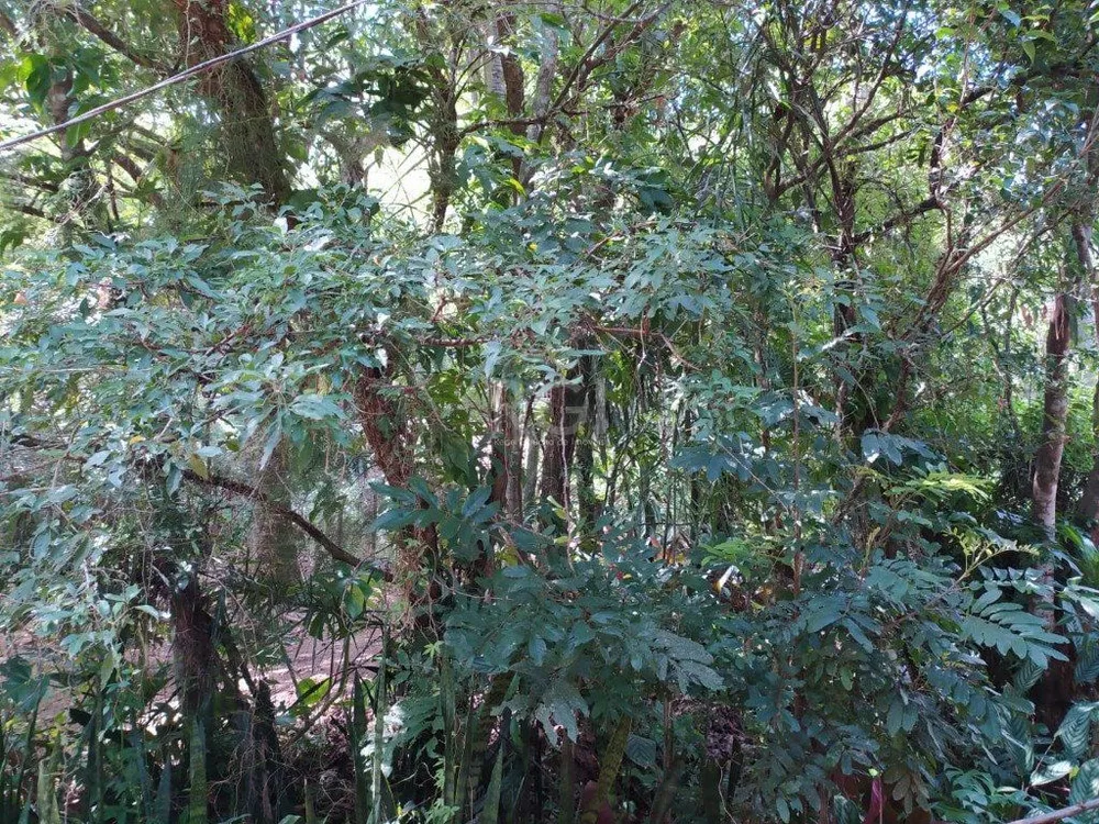 Terreno, 3 hectares - Foto 10