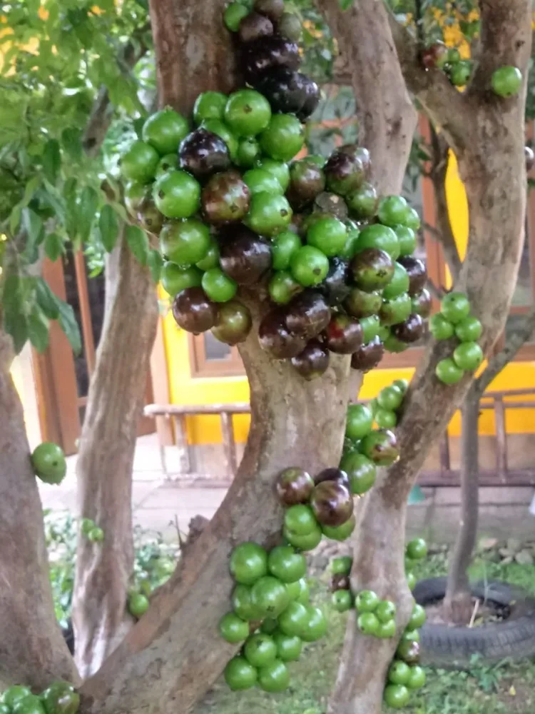 Apartamento, 2 quartos, 46 m² - Foto 9