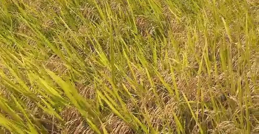 Fazenda, 433 hectares - Foto 6