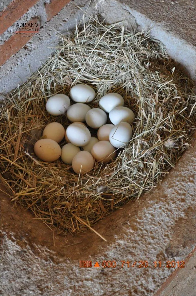 Sítio, 5 quartos, 3 hectares - Foto 3
