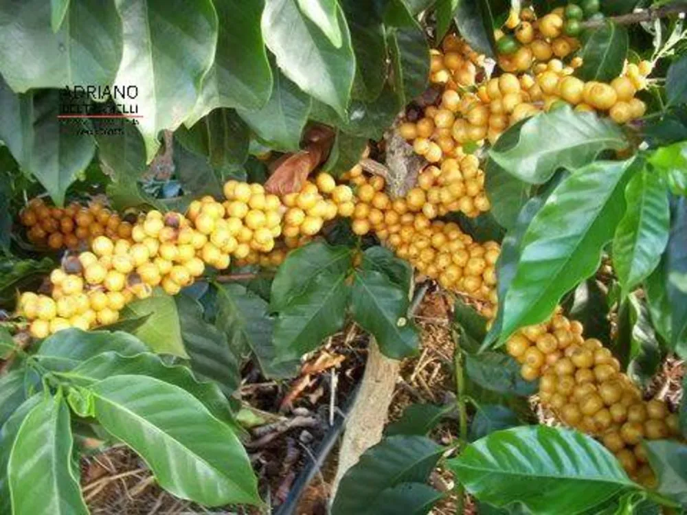 Fazenda, 319 hectares - Foto 3