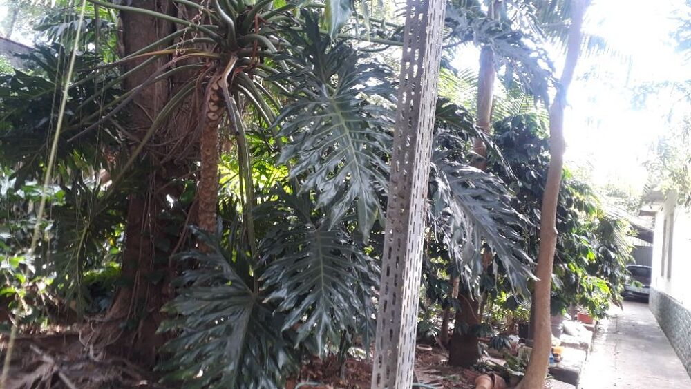 Terreno, 2400 m² - Foto 3