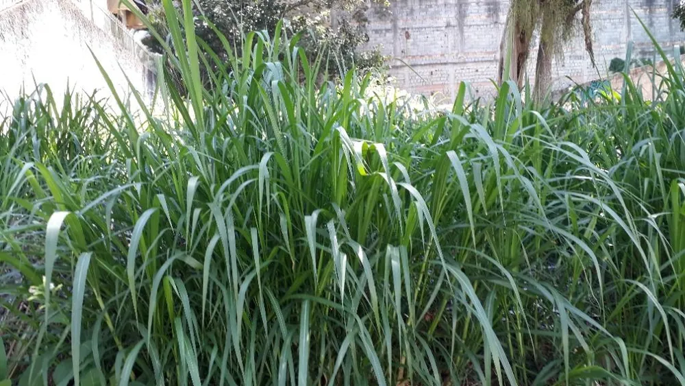 Terreno, 300 m² - Foto 7