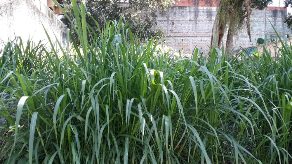 Terreno, 300 m² - Foto 6