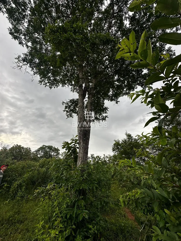 Fazenda, 116 hectares - Foto 11