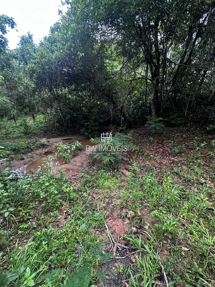 Fazenda, 116 hectares - Foto 9