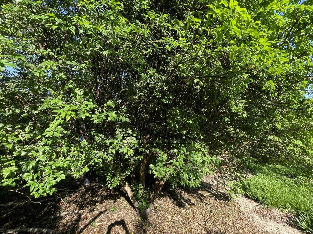 Sítio, 3 quartos, 5000 m² - Foto 19