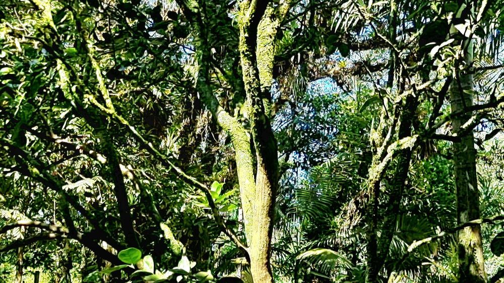 Chácara, 3 quartos, 2 hectares - Foto 8