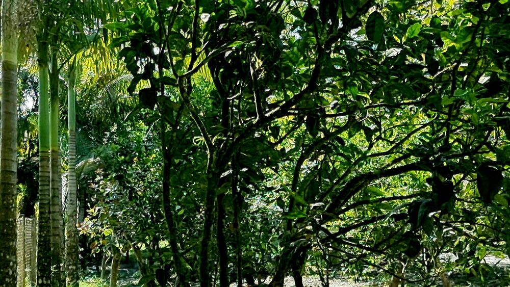 Chácara, 3 quartos, 2 hectares - Foto 2