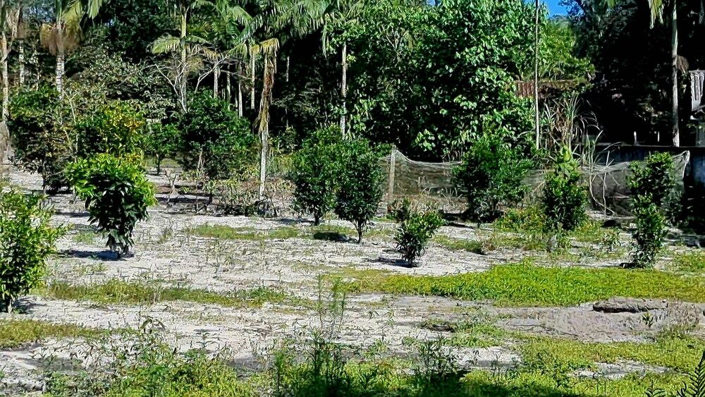 Chácara, 3 quartos, 2 hectares - Foto 12