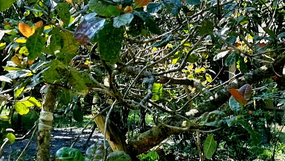 Chácara, 3 quartos, 2 hectares - Foto 6