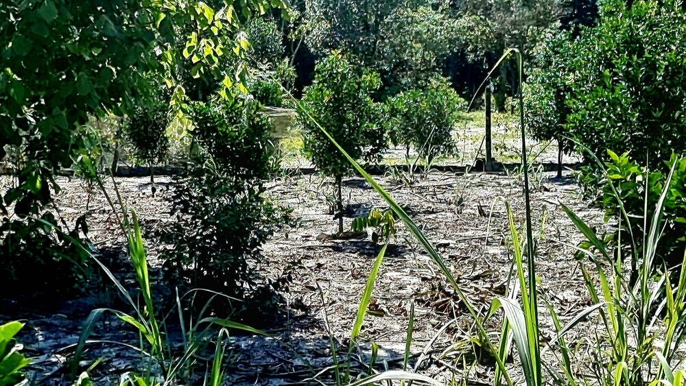 Chácara, 3 quartos, 2 hectares - Foto 11