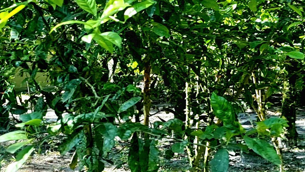 Chácara, 3 quartos, 2 hectares - Foto 5