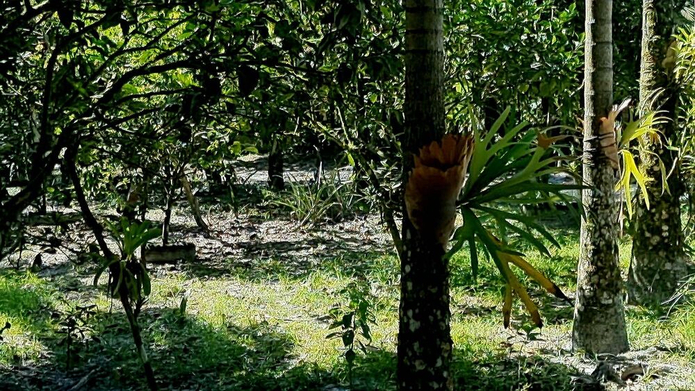 Chácara, 3 quartos, 2 hectares - Foto 1